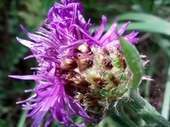 Centaurea fleischeri