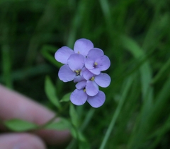 Iberis umbellata
