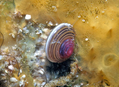 Clanculus samoensis