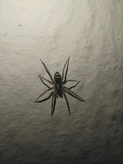 Sagana rutilans