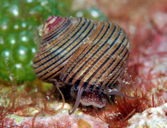 Clanculus samoensis