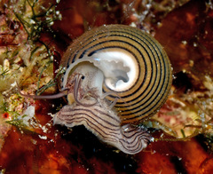 Clanculus samoensis
