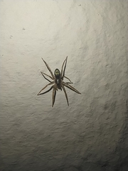 Sagana rutilans