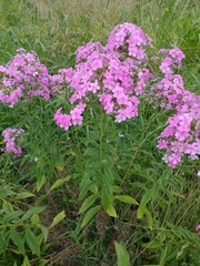 Phlox maculata