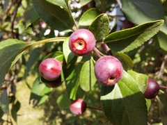 Amygdaloideae