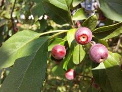 Amygdaloideae