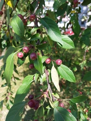 Amygdaloideae