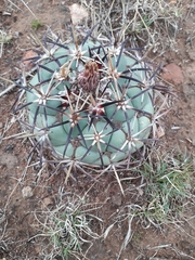 Coryphantha poselgeriana