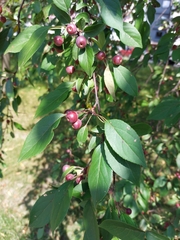 Amygdaloideae