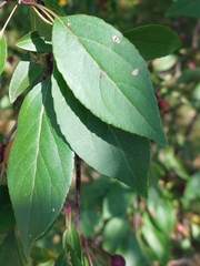 Amygdaloideae