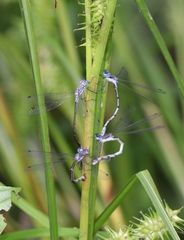 Lestes forcipatus