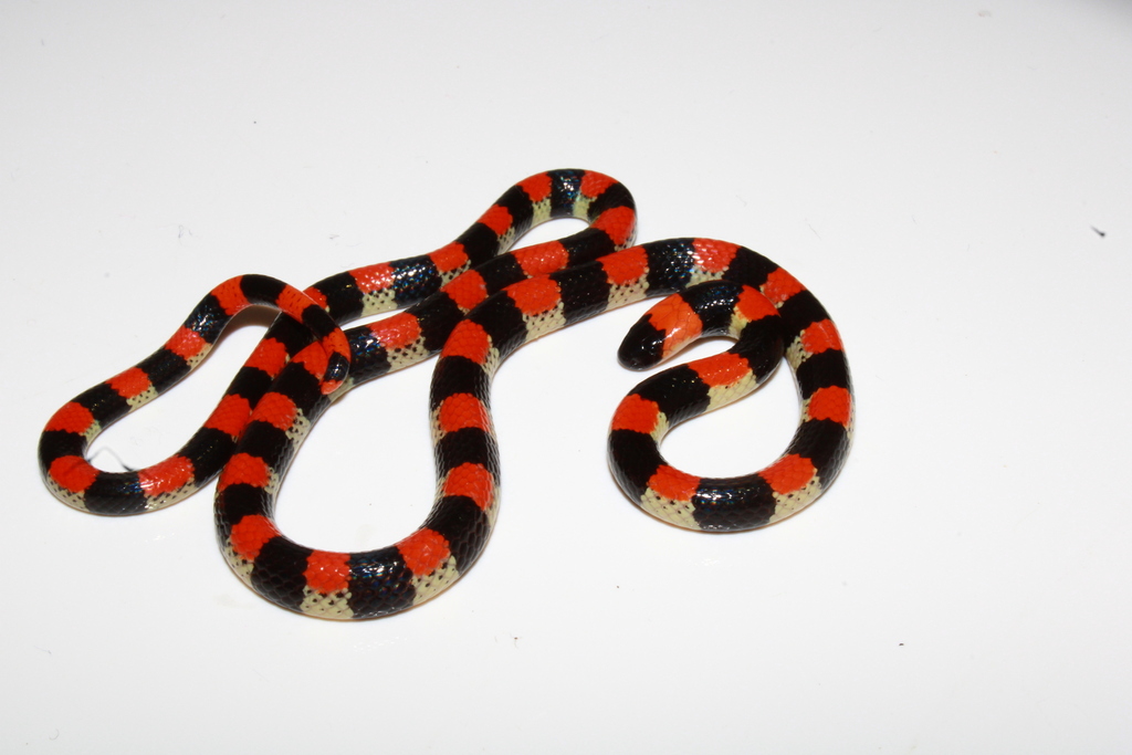 Camila's Coralsnake (Micrurus camilae)