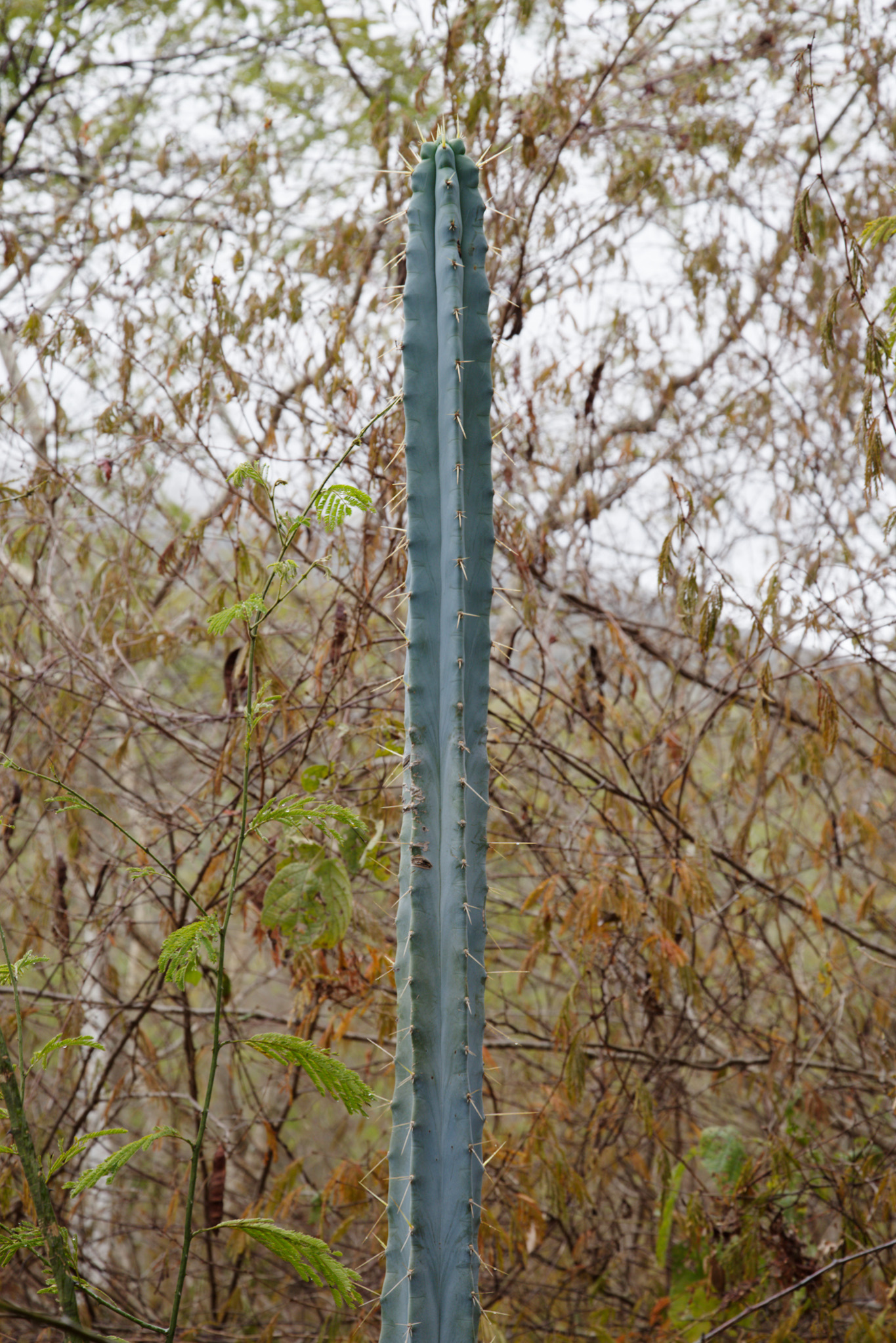 Pilosocereus pentaedrophorus ssp. pentaedrophorus