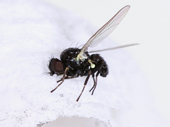 Cerodontha incisa