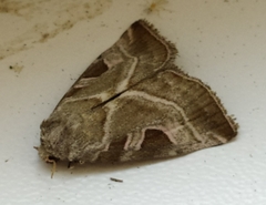 Eucarta