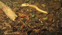 Trichodactylus fluviatilis