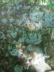 Cladonia scabriuscula