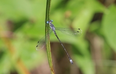 Lestes forcipatus