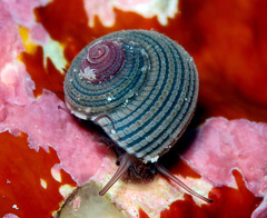 Clanculus samoensis