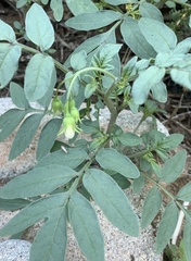 Solanum jamesii