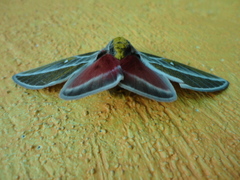 Syssphinx raspa