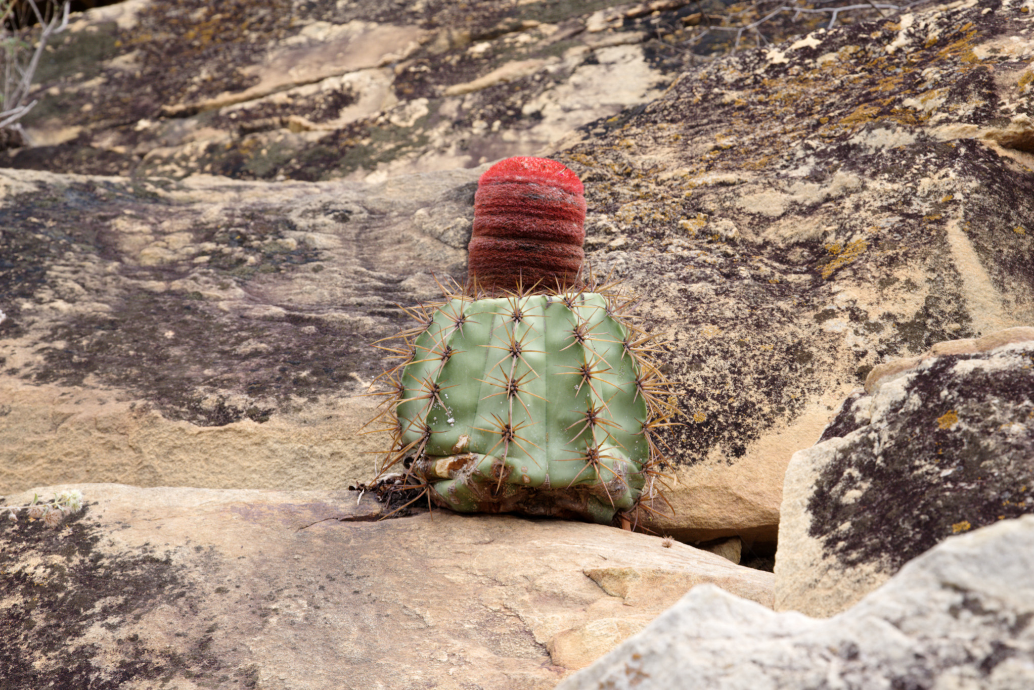 Melocactus inconcinnus