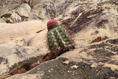 Melocactus inconcinnus