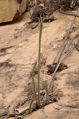 Leocereus bahiensis