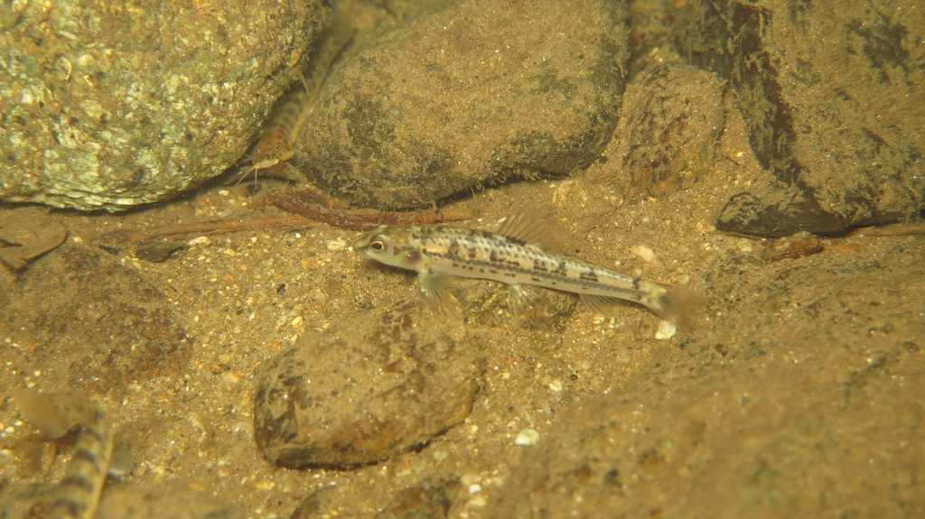 Characidium japuhybense