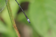 Lestes forcipatus