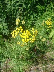 Tanacetum vulgare