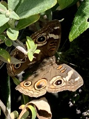 Junonia grisea
