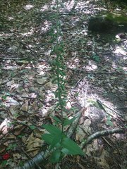 Epipactis helleborine