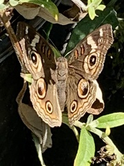 Junonia grisea