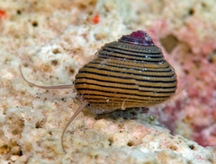 Clanculus samoensis