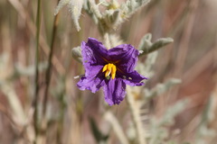 Solanum chippendalei