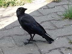 Corvus monedula