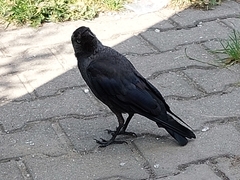 Corvus monedula