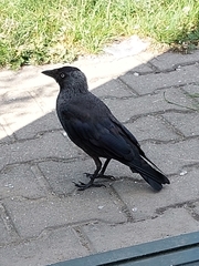 Corvus monedula
