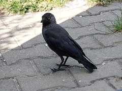 Corvus monedula