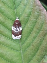 Piloprepes