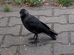 Corvus monedula