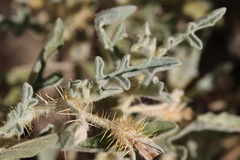 Solanum chippendalei