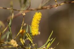 Acacia chisholmii