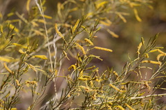 Acacia chisholmii