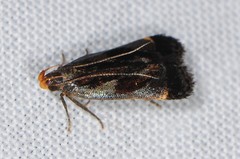 Dichomeris ochripalpella