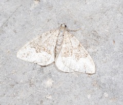 Colostygia aptata