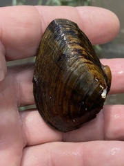 Ptychobranchus foremanianus