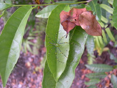 Peucetia madagascariensis