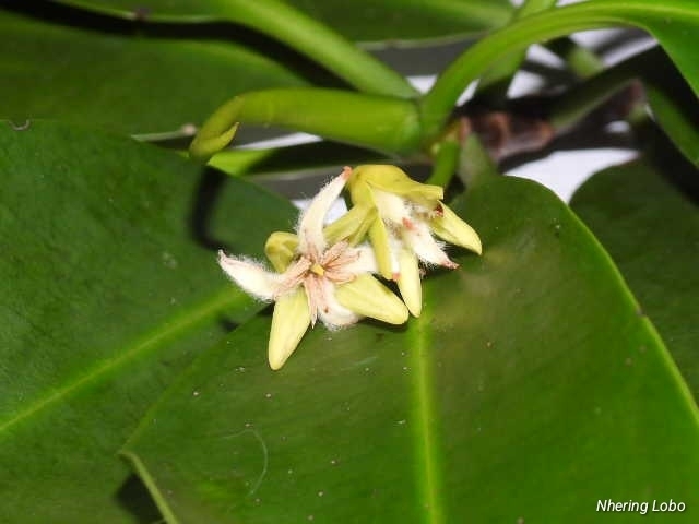 red mangrove from Chachahuala, Honduras on …